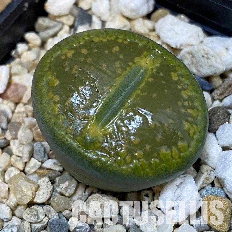 SH29194 Lithops aucampiae 'Jackson's Jade'