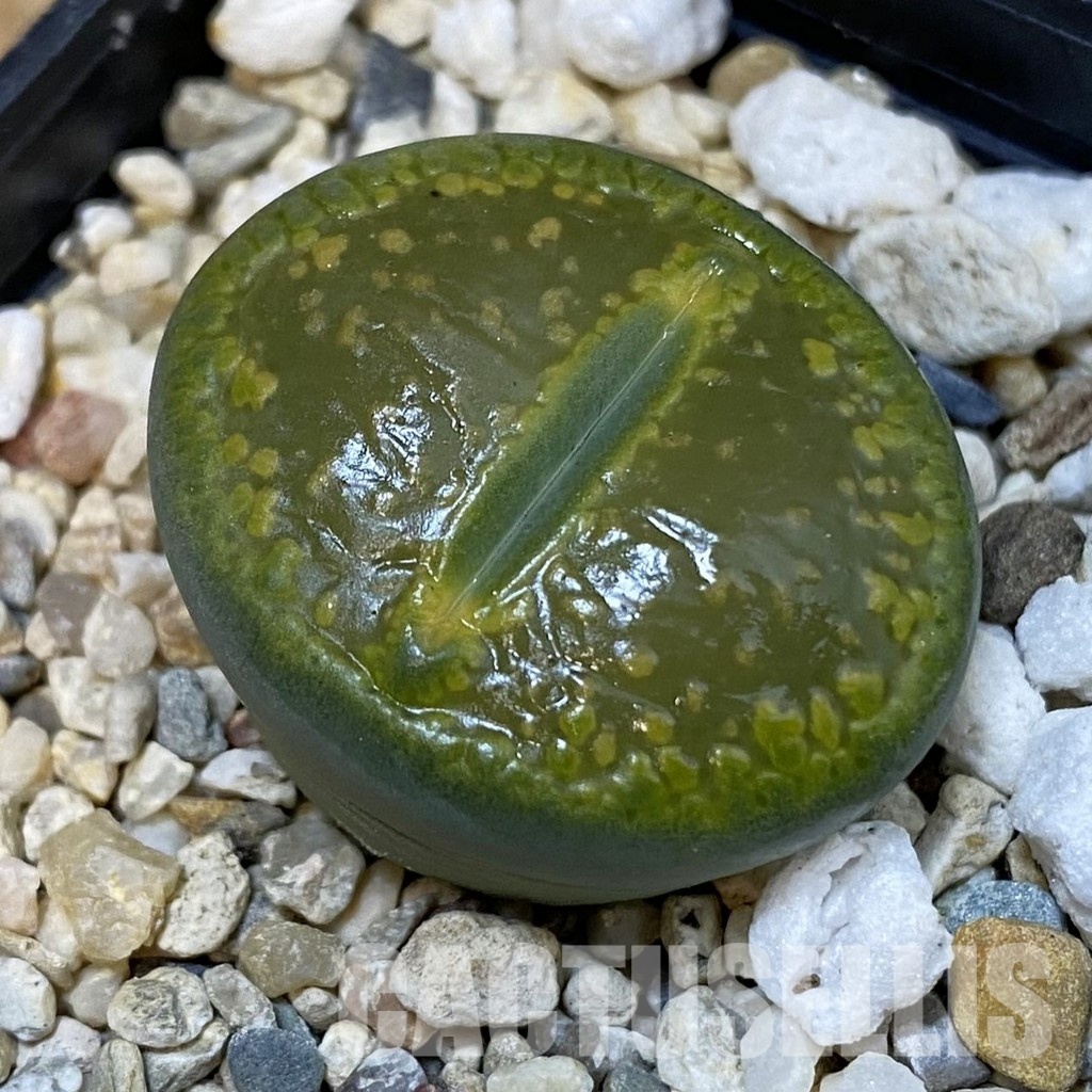SH29194 Lithops aucampiae 'Jackson's Jade'