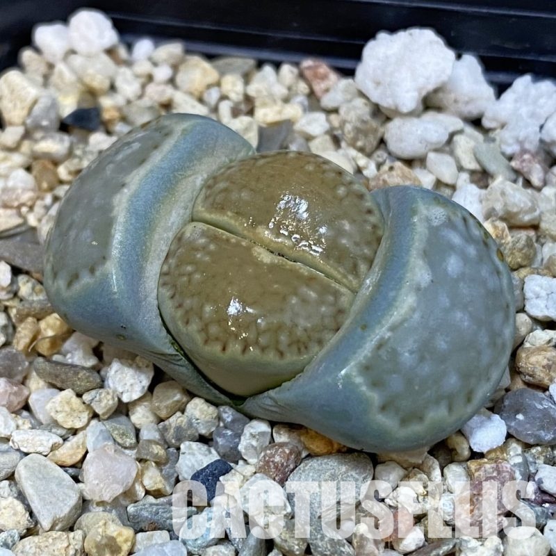 SH29195 Lithops julii ssp. fulleri