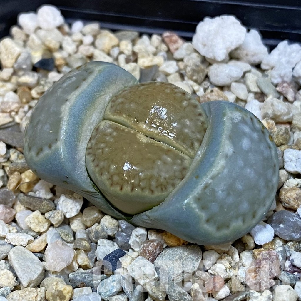 SH29195 Lithops julii ssp. fulleri