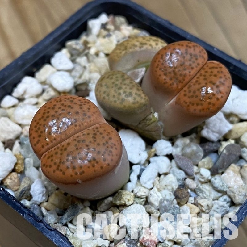 SH29196 Lithops fulviceps