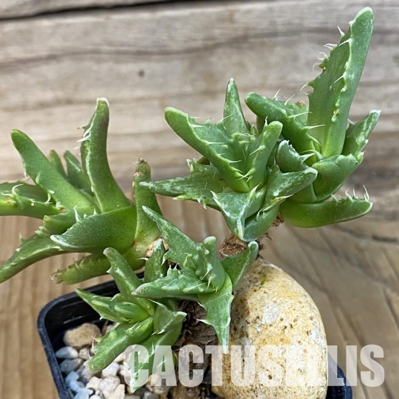 SH29146 Faucaria f. monstrosa