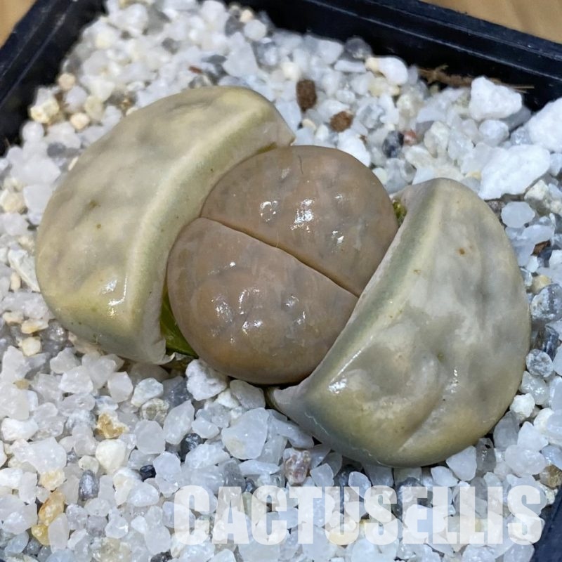 SH29197 Lithops karasmontana v. opalina