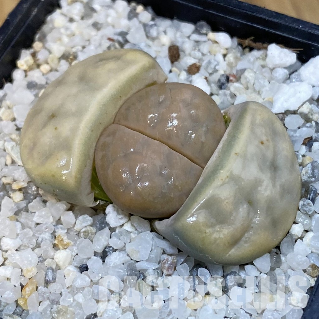 SH29197 Lithops karasmontana v. opalina