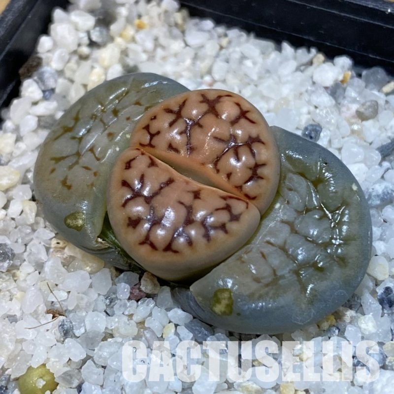 SH29198 Lithops karasmontana v. signalberg