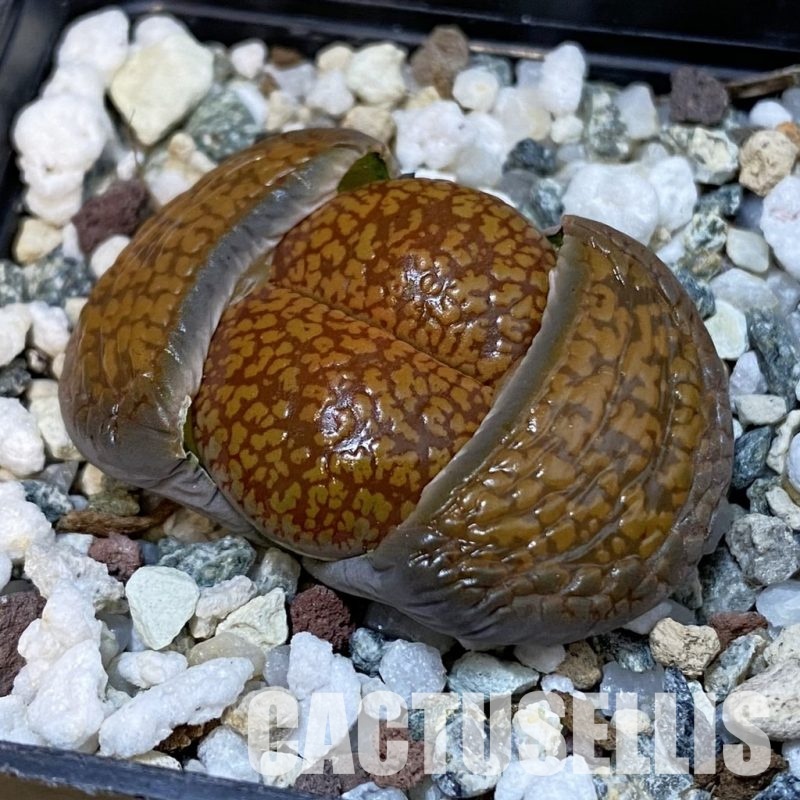 SH29199 Lithops aucampiae