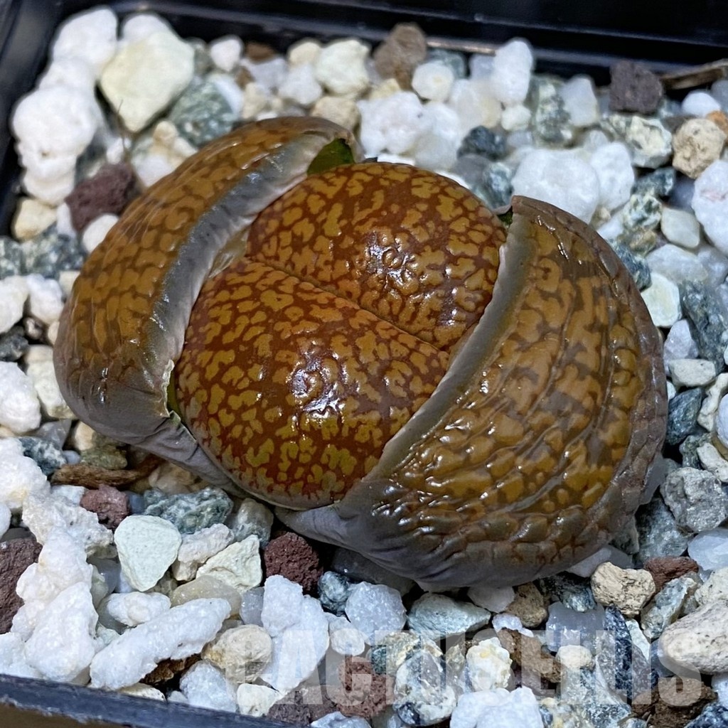 SH29199 Lithops aucampiae