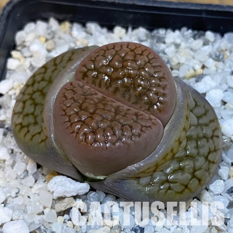 SH29201 Lithops hookeri