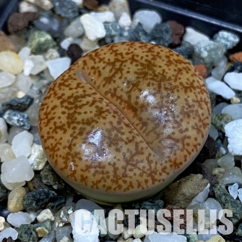 SH29202 Lithops pseudotruncatella ssp. pseudotruncatella v. pseudotruncatella