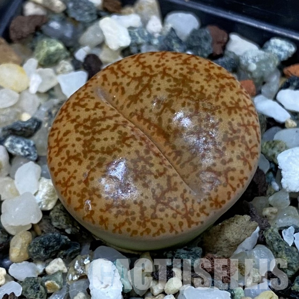 SH29202 Lithops pseudotruncatella ssp. pseudotruncatella v. pseudotruncatella