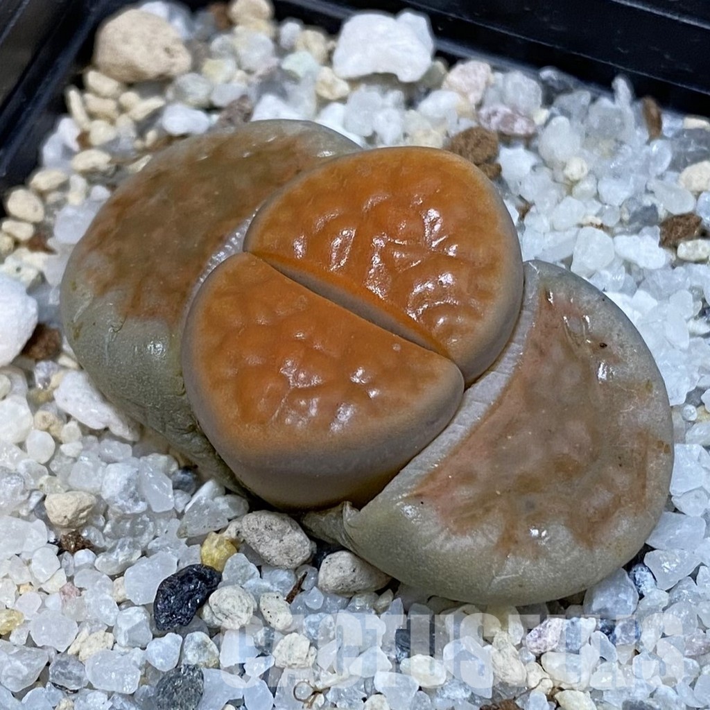 SH29203 Lithops karasmontana v. lateritia