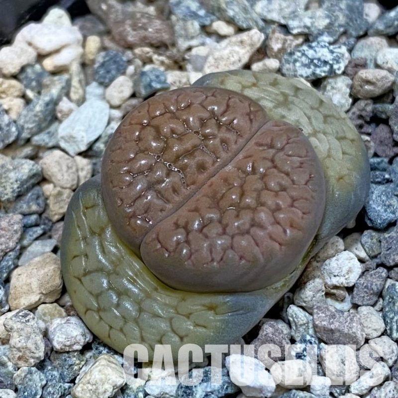 SH29204 Lithops hookeri v. dabneri C 301