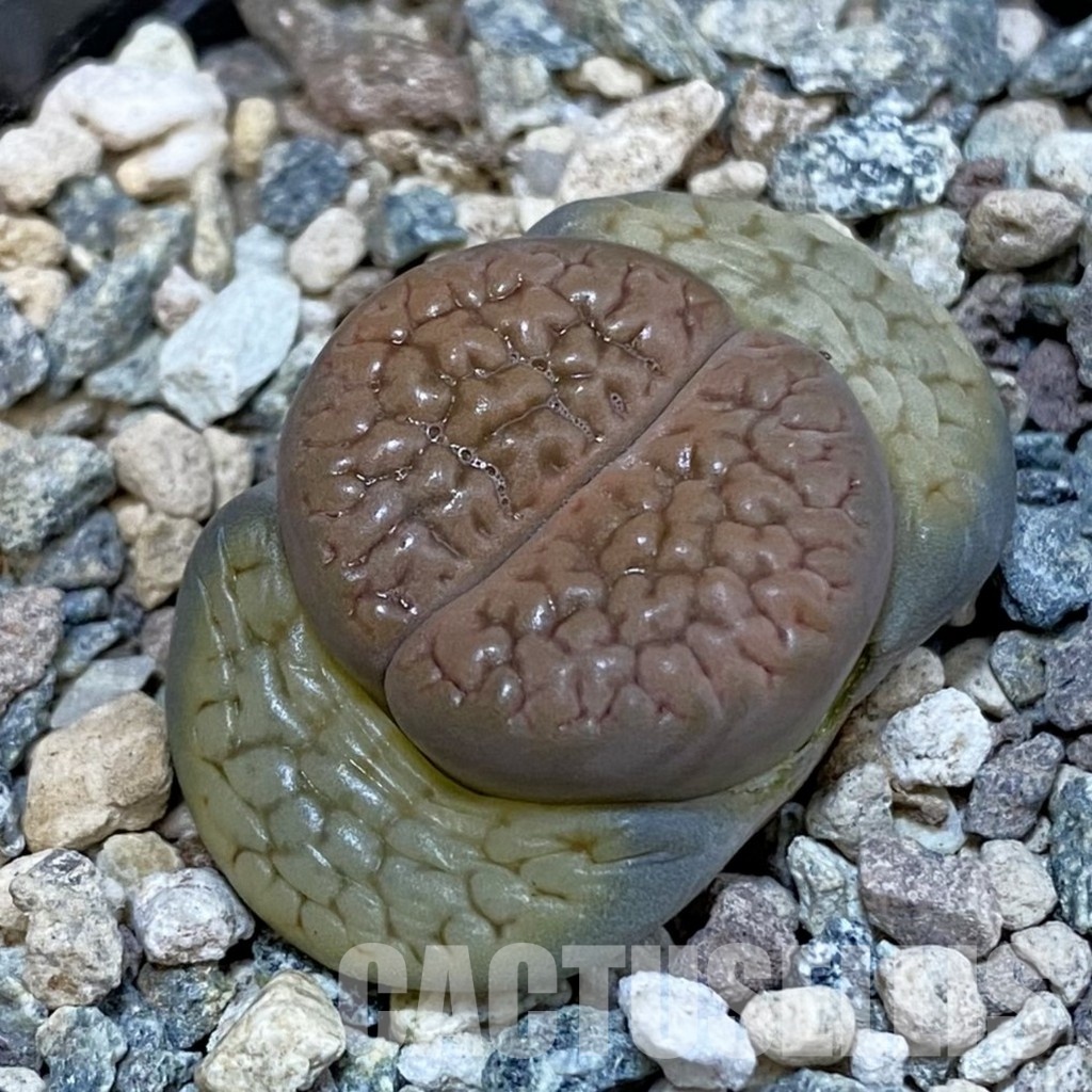 SH29204 Lithops hookeri v. dabneri C 301