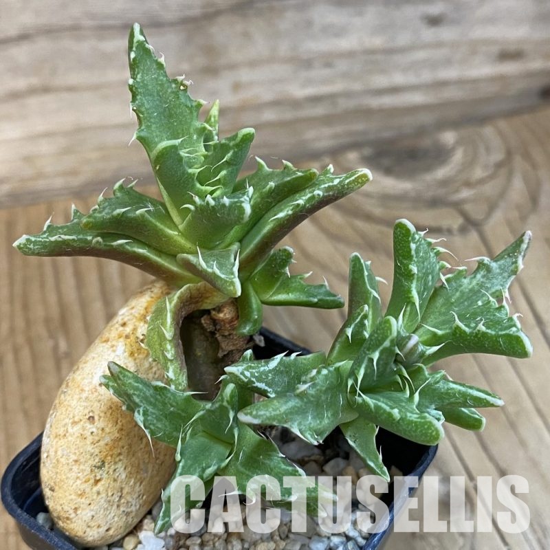 SH29147 Faucaria f. monstrosa