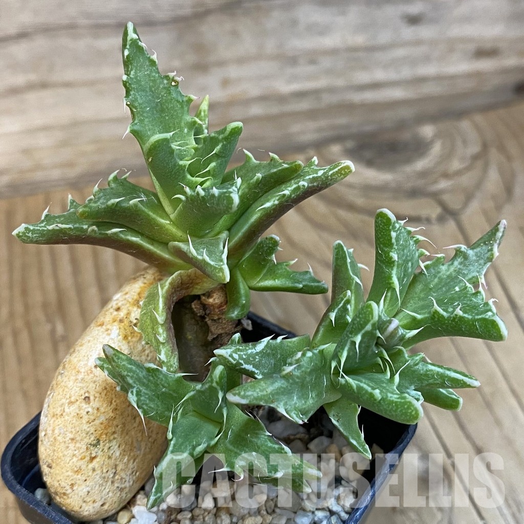 SH29147 Faucaria f. monstrosa