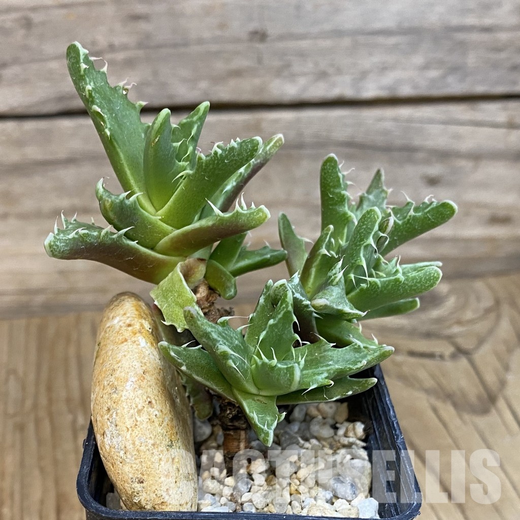 SH29147 Faucaria f. monstrosa - Image 2