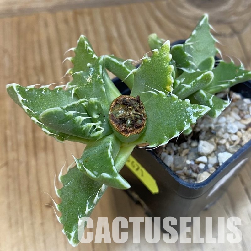 SH29148 Faucaria cradockensis -Mortimer-