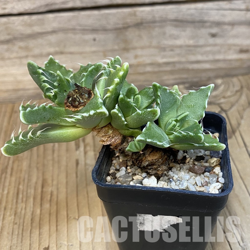 SH29148 Faucaria cradockensis -Mortimer- - Image 2