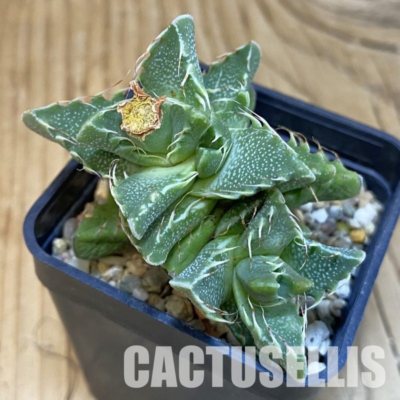 SH29150 Faucaria aff. tigrina