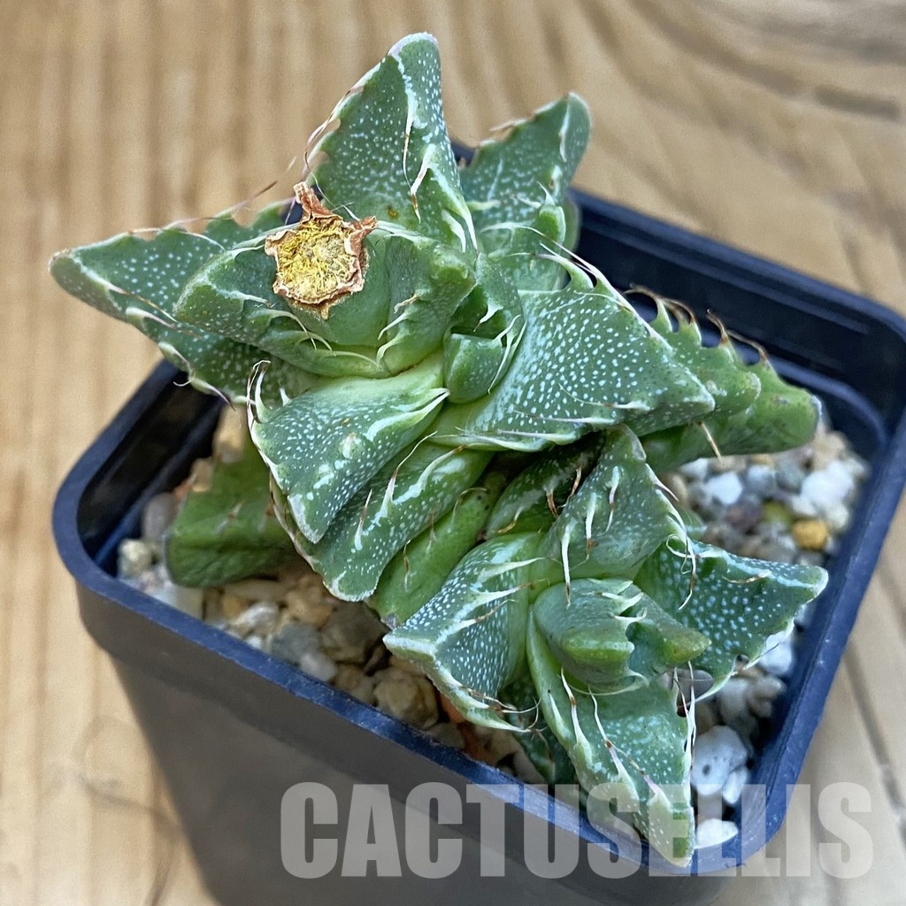 SH29150 Faucaria aff. tigrina