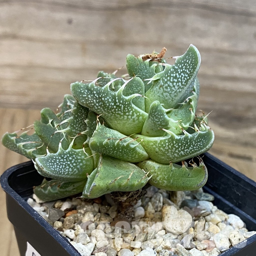 SH29150 Faucaria aff. tigrina – Bild 2