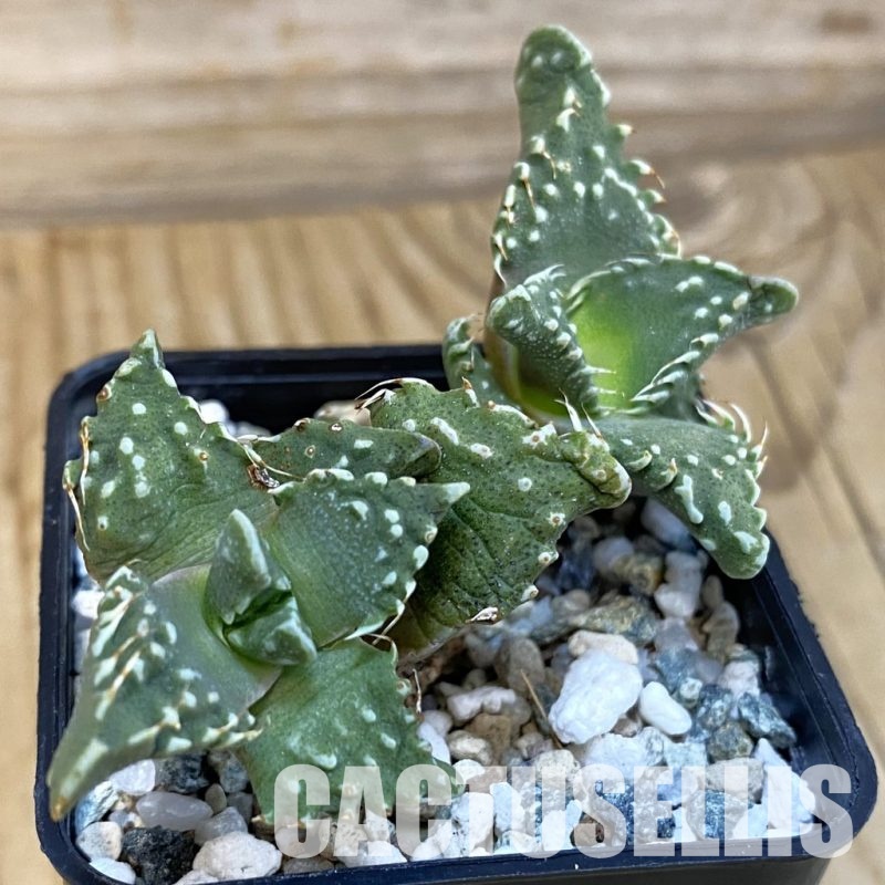 SH29151 Faucaria tuberculosa