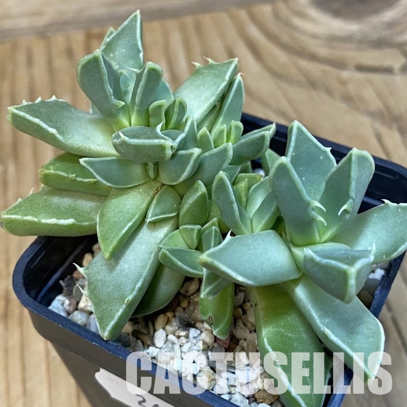 SH29152 Faucaria bosscheana PB1628