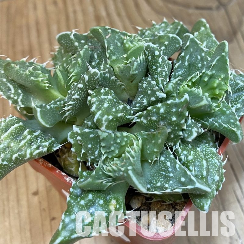 SH29153 Faucaria tuberculosa