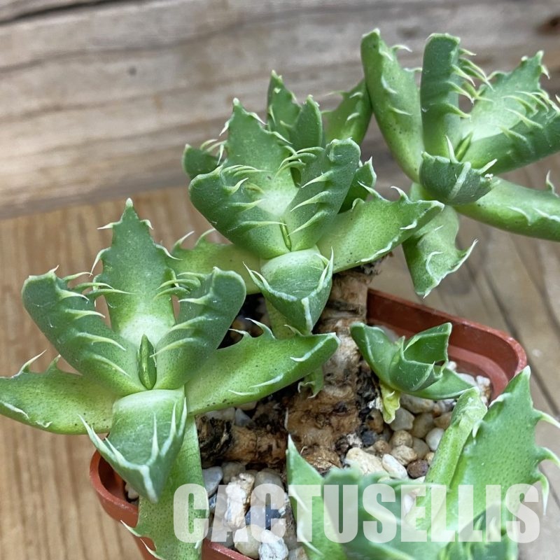 SH29142 Faucaria felina -Fairview-