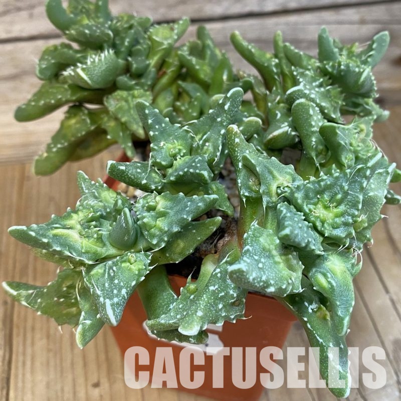 SH29154 Faucaria tuberculosa,10 years old