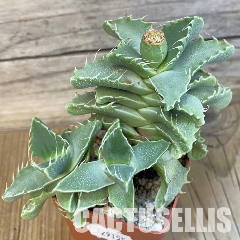 SH29155 Faucaria britteniae EVI 11103, 10 years old