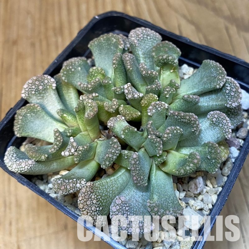 SH29156 Titanopsis calcarea