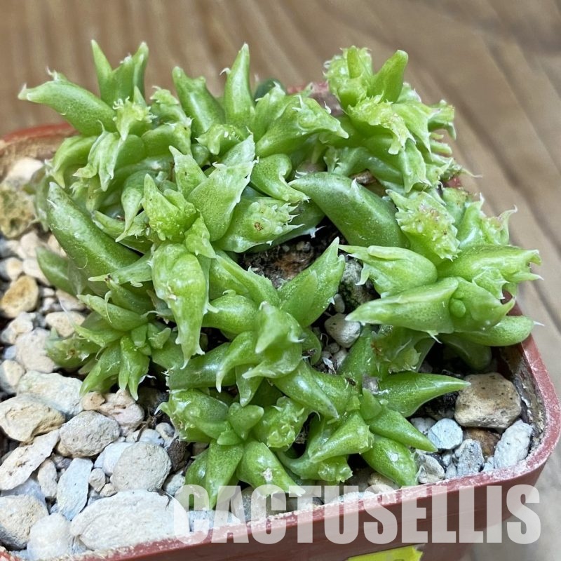 SH29157 Faucaria sp. f. monstrosa