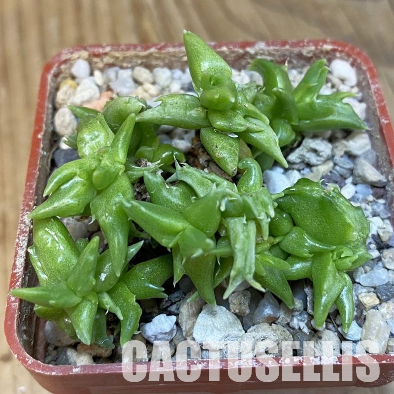 SH29158 Faucaria sp. f. monstrosa