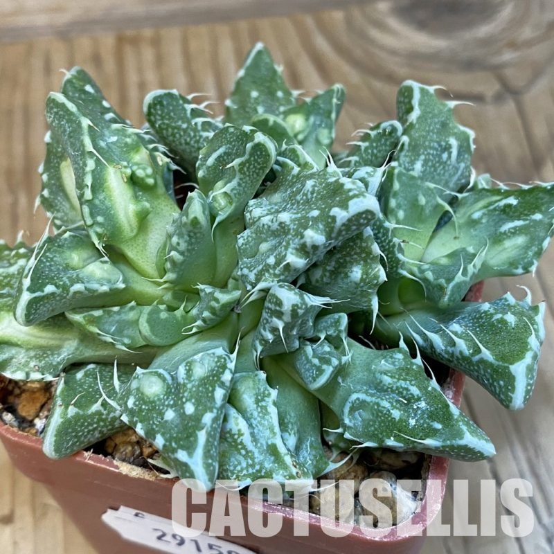 SH29159 Faucaria tuberculosa