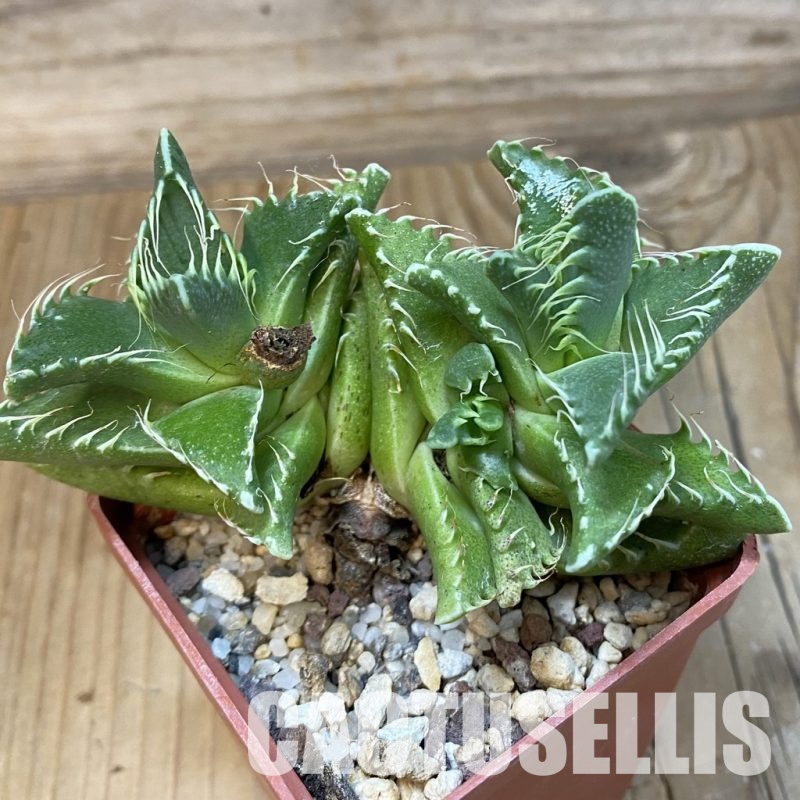 SH29143 Faucaria tigrina