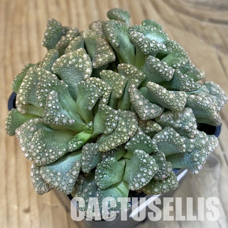 SH29164 Titanopsis aff. calcarea
