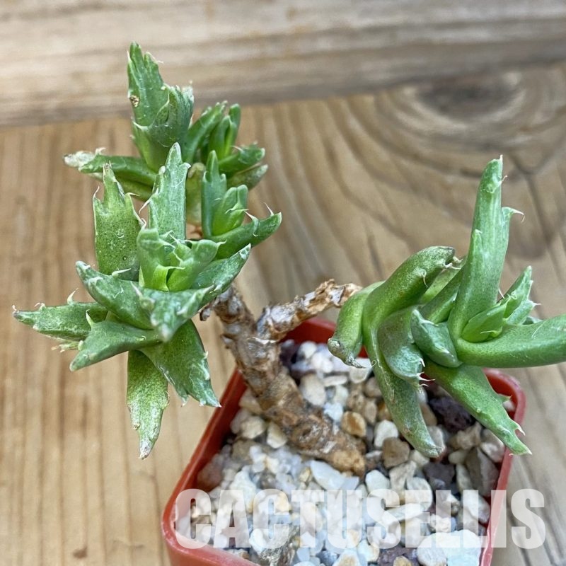 SH29165 Faucaria sp. f. monstrosa