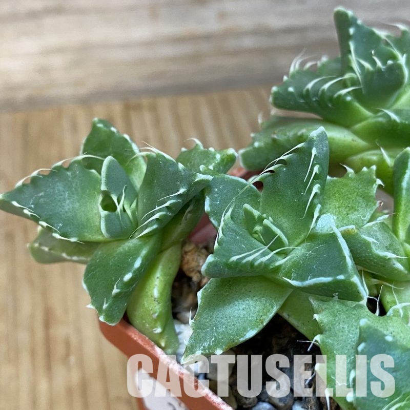 SH29167 Faucaria tigrina