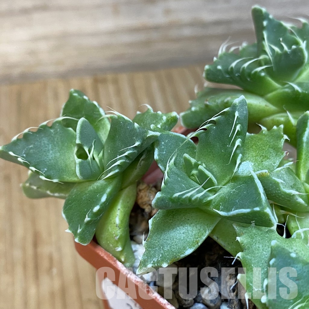 SH29167 Faucaria tigrina