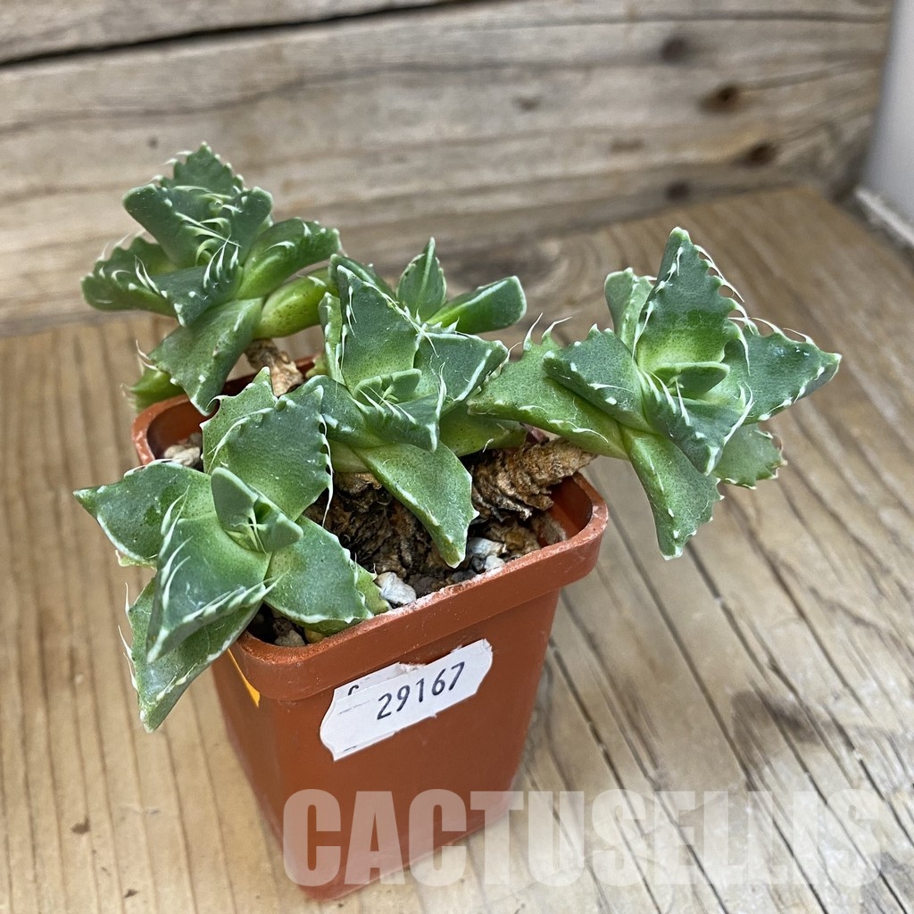 SH29167 Faucaria tigrina - Image 2