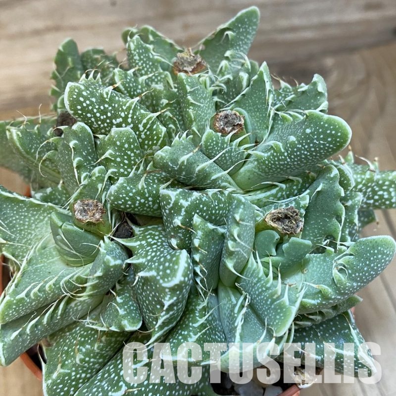 SH29168 Faucaria tigrina