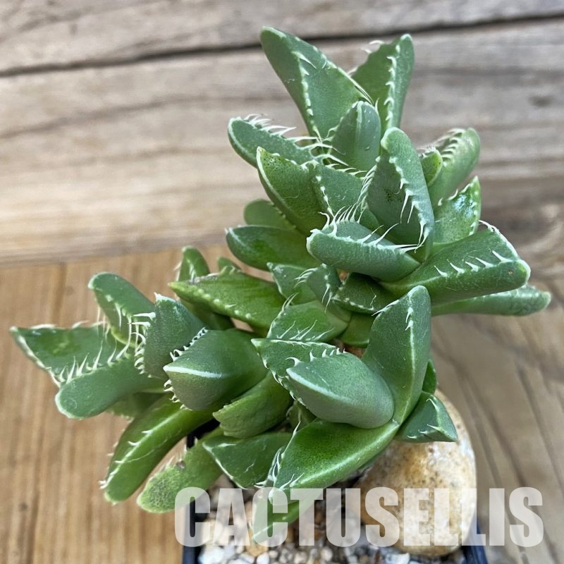 SH29144 Faucaria felina