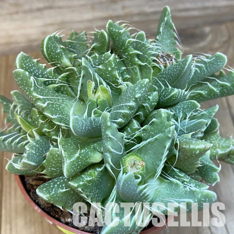 SH29169 Faucaria tigrina