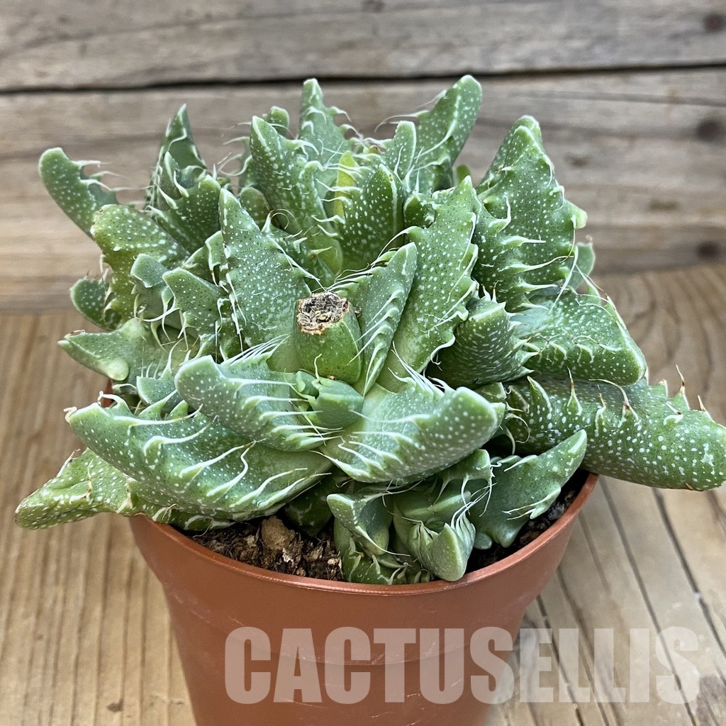 SH29169 Faucaria tigrina - Image 2