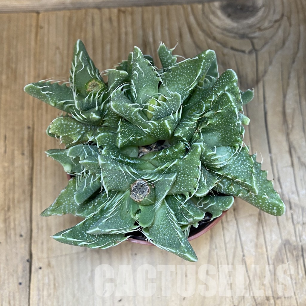 SH29169 Faucaria tigrina - Image 3