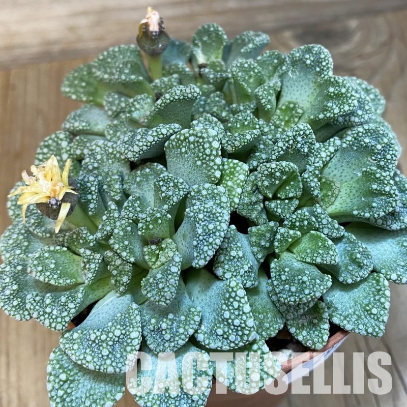 SH29170 Titanopsis calcarea