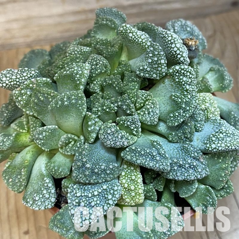 SH29171 Titanopsis calcarea