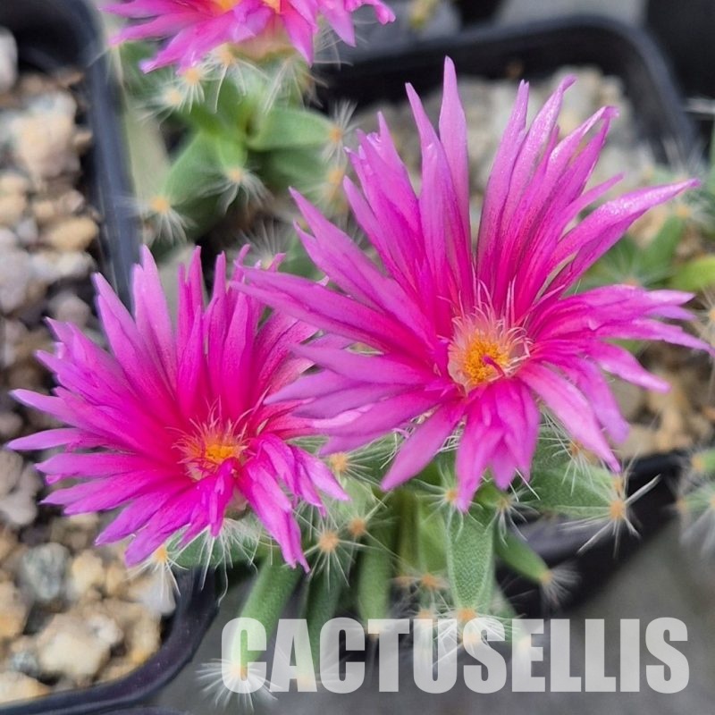 SH27731 Trichodiadema densum