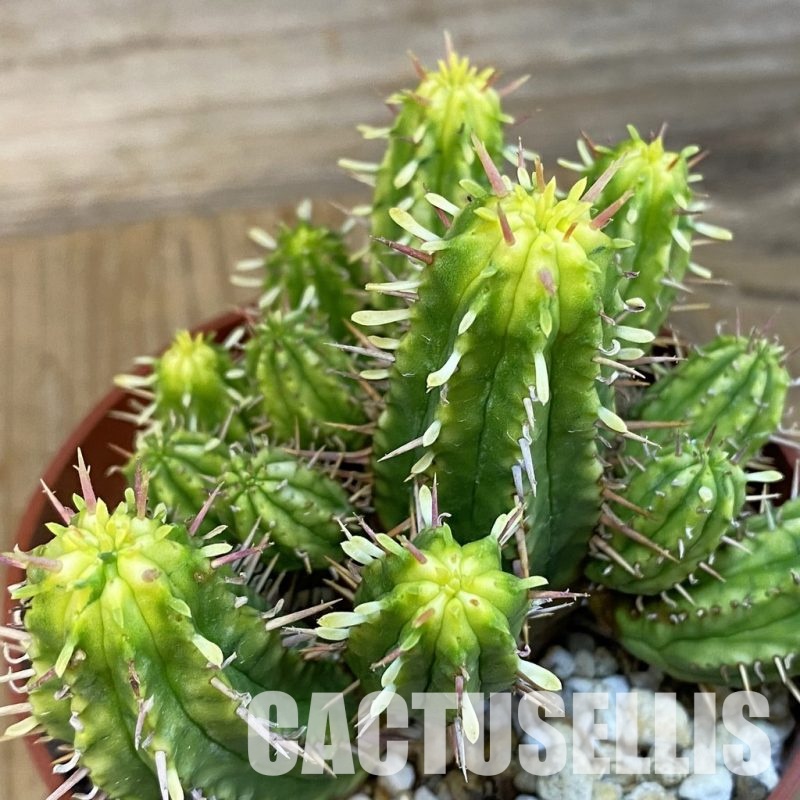 SH29240 Euphorbia aggregata f. variegata